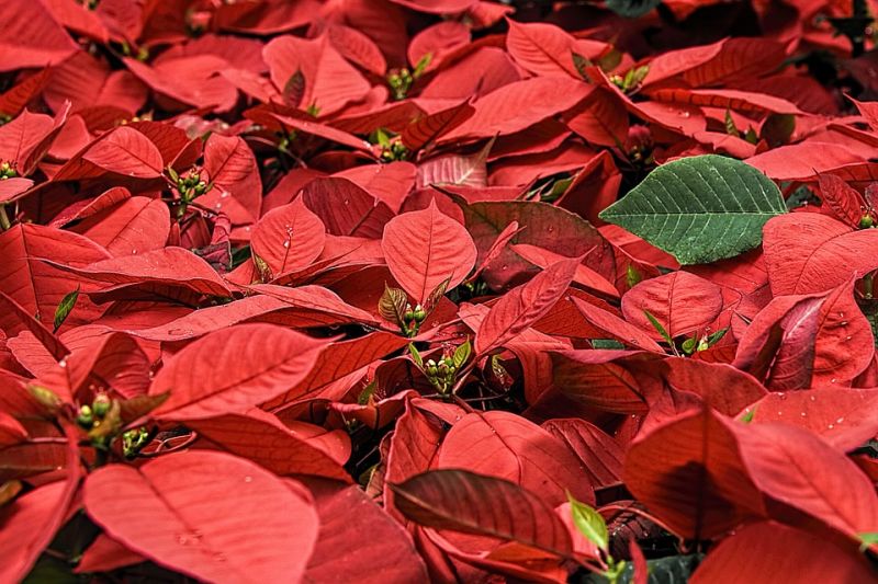 Christmas Poetry